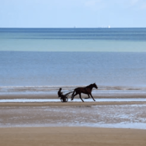 plage cabourg chevaux